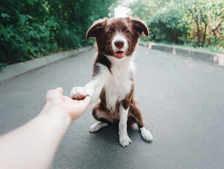 $City Canine Physical Rehab