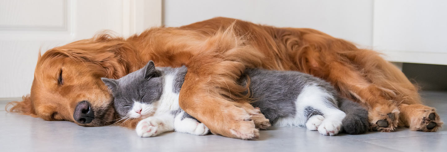 Dog and store cat veterinary hospital