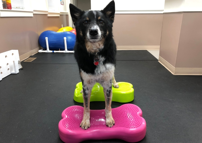 Carousel Slide 1: Learn more about Canine Rehabilitation