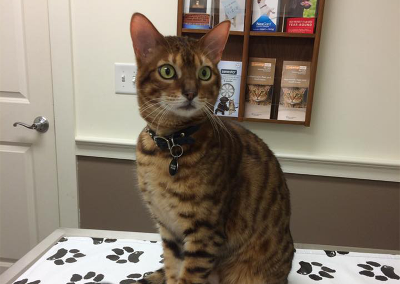 Cat Veterinary Care, West Roxbury