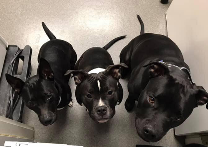 Dog Veterinary Care, West Roxbury
