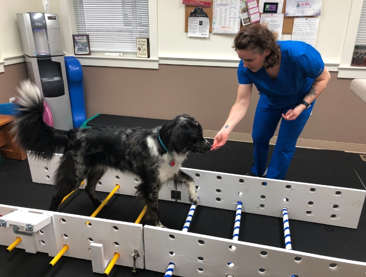 Dog Physical Therapy
