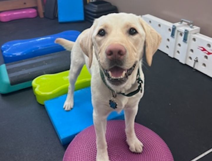 canine fitness sessions for dogs in west roxbury massachusetts